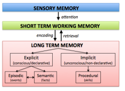 Long term memory